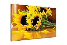 Obraz Kvety - Slnečnice zs5421