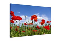 Obraz Kvety Maky zs6368