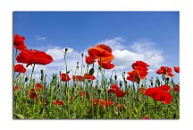 Obraz Kvety Maky zs6368