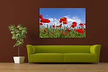 Obraz Kvety Maky zs6368