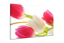 Obraz Kvety Tulipány zs24414