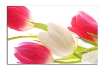 Obraz Kvety Tulipány zs24414
