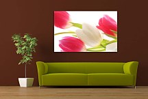 Obraz Kvety Tulipány zs24414