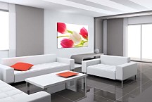 Obraz Kvety Tulipány zs24414