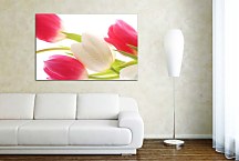 Obraz Kvety Tulipány zs24414