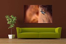 Obraz Kôň zs4296