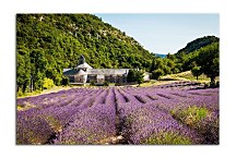 Obraz Levanduľové pole zs24028