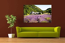 Obraz Levanduľové pole zs24028