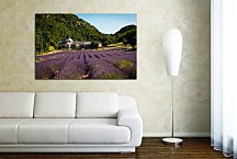 Obraz Levanduľové pole zs24028