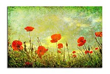 Obraz Lúka divých makov  zs6227