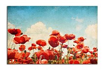 Obraz Lúka s makmi zs6738