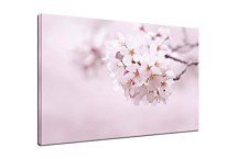 Obraz Rozkvitnutá vetvička zs6622
