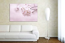 Obraz Rozkvitnutá vetvička zs6622