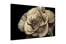 Obraz Ruža  zs5272