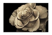 Obraz Ruža  zs5272