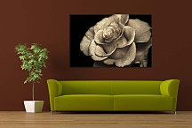 Obraz Ruža  zs5272