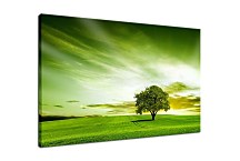 Obraz Zelený Strom zs24425