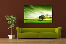 Obraz Zelený Strom zs24425