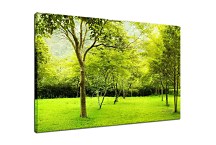 Obraz Zelený les zs6657