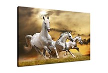 Obraz Zvieratá Kone  zs24423