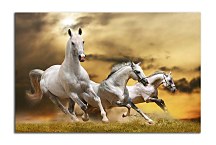 Obraz Zvieratá Kone  zs24423