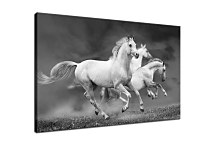 Obraz Zvieratá Kone zs24433