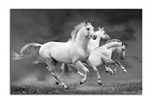 Obraz Zvieratá Kone zs24433