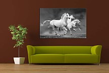 Obraz Zvieratá Kone zs24433