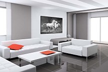 Obraz Zvieratá Kone zs24433