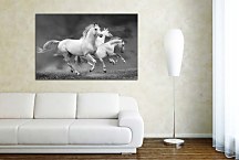 Obraz Zvieratá Kone zs24433