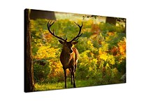 Poľovnícke obrazy Jeleň zs4069