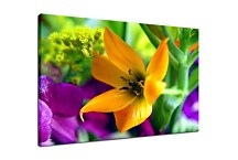 Obraz na stenu Kvet zs24405