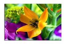 Obraz na stenu Kvet zs24405