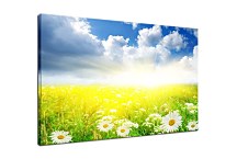 Obraz na stenu Lúka zs6201