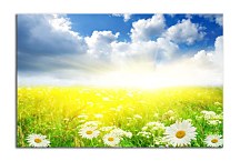 Obraz na stenu Lúka zs6201