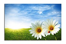 Obraz na stenu Lúka zs6201