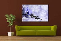 Obraz na stenu Orchidea zs6375