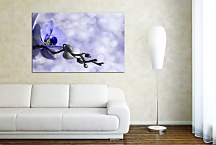 Obraz na stenu Orchidea zs6375