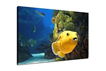 Obraz na stenu Podmorský Svet zs4352