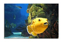 Obraz na stenu Podmorský Svet zs4352