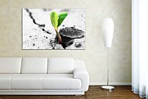 Obrazy Prírody zs24410