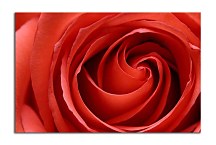 Obraz na stenu Ruža  zs6211