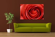 Obraz na stenu Ruža  zs6211