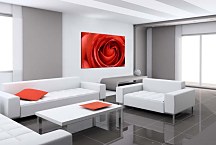 Obraz na stenu Ruža  zs6211