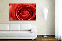Obraz na stenu Ruža  zs6211