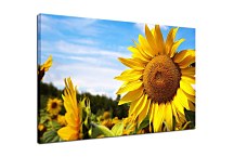 Obraz na stenu Slnečnica zs4065
