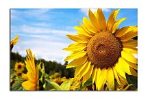 Obraz na stenu Slnečnica zs4065