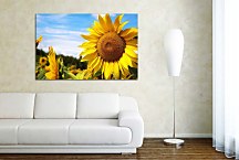 Obraz na stenu Slnečnica zs4065