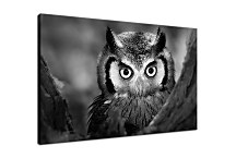 Obraz na stenu Sova zs4022