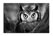 Obraz na stenu Sova zs4022